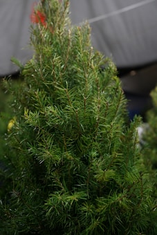 A small evergreen tree with dense green needles is in the foreground. The background is blurred, suggesting an outdoor setting, possibly at a market or nursery.