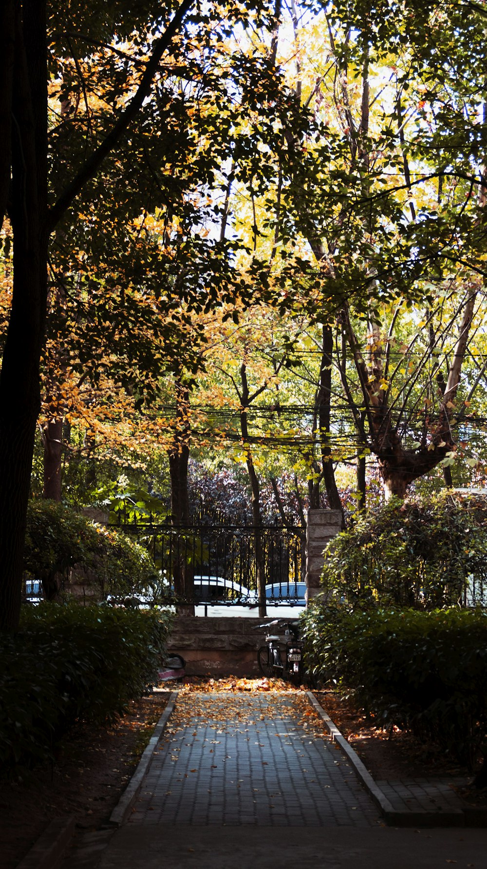 pathway surrounded with green-leafed plants