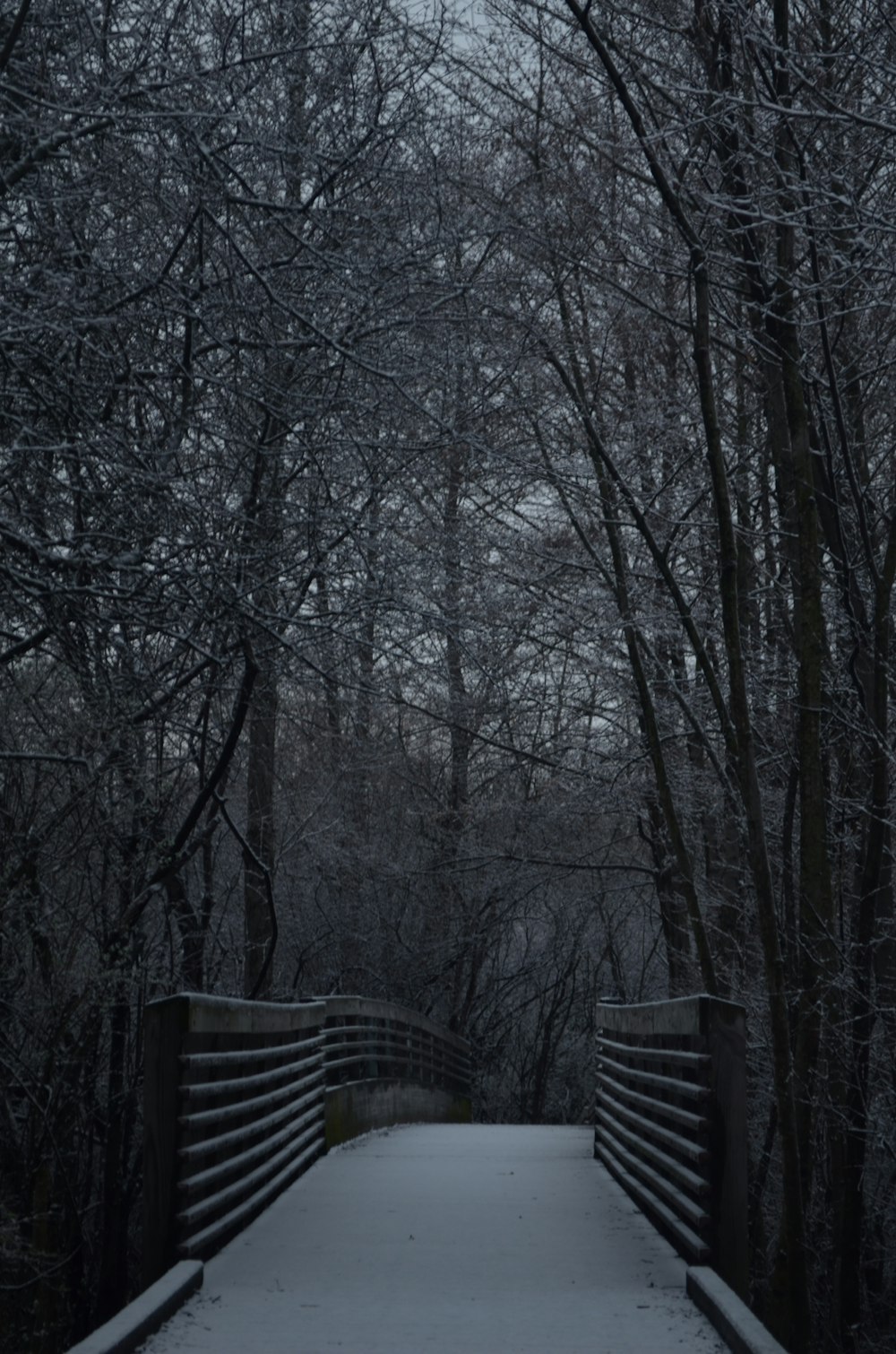 trees near road