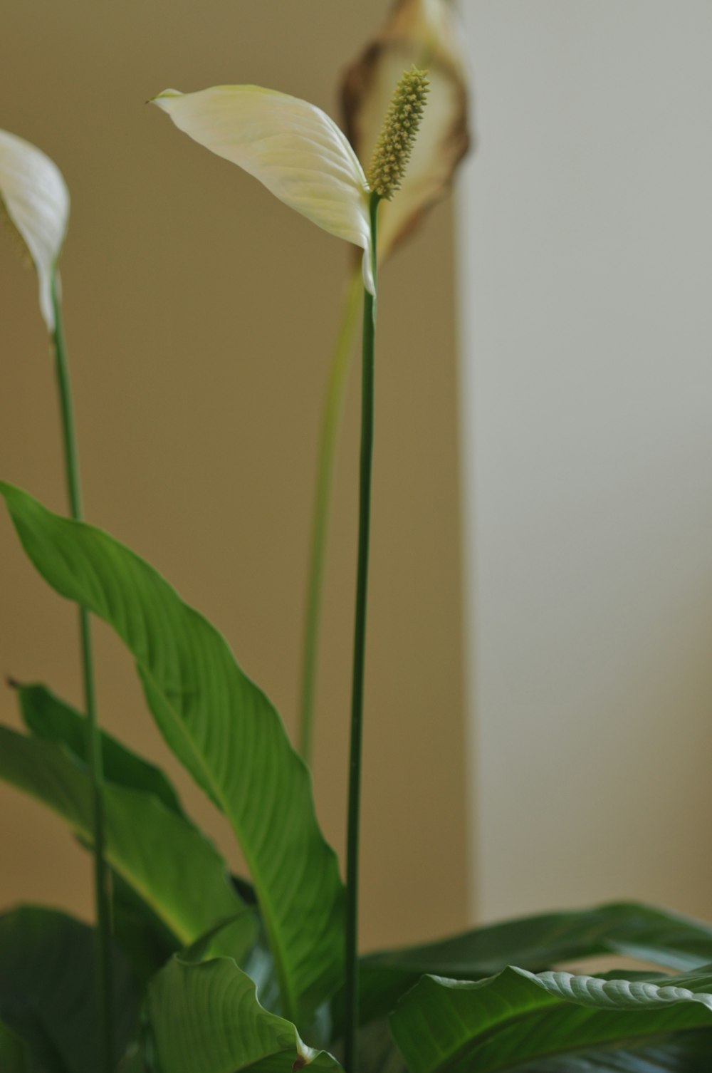 shallow focus photo of green plants