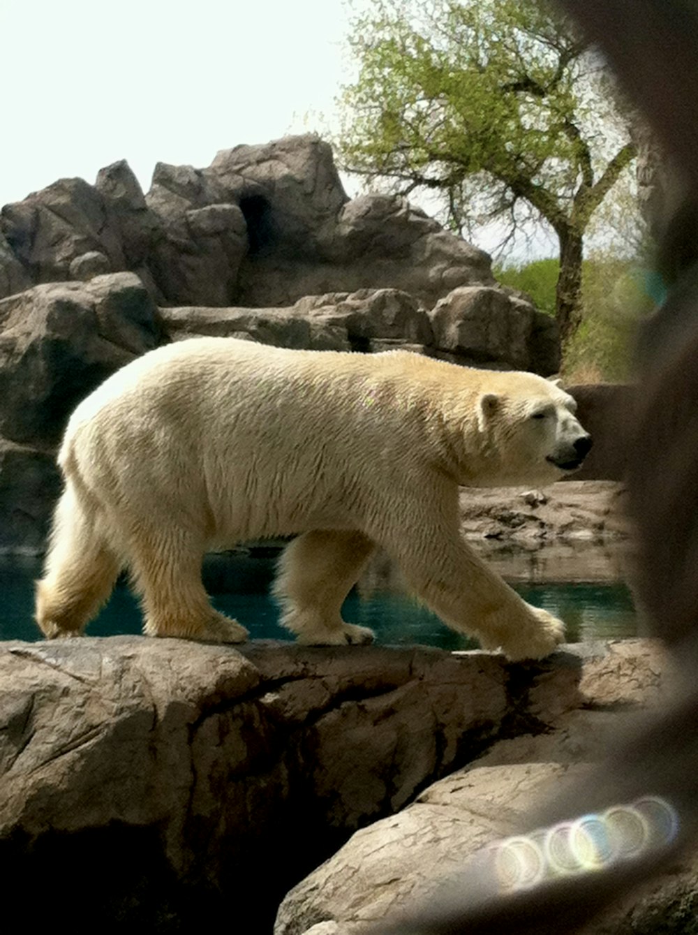 물 옆의 흰색 북극곰