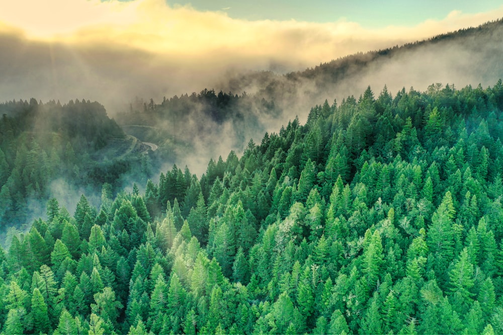 green trees on mountain