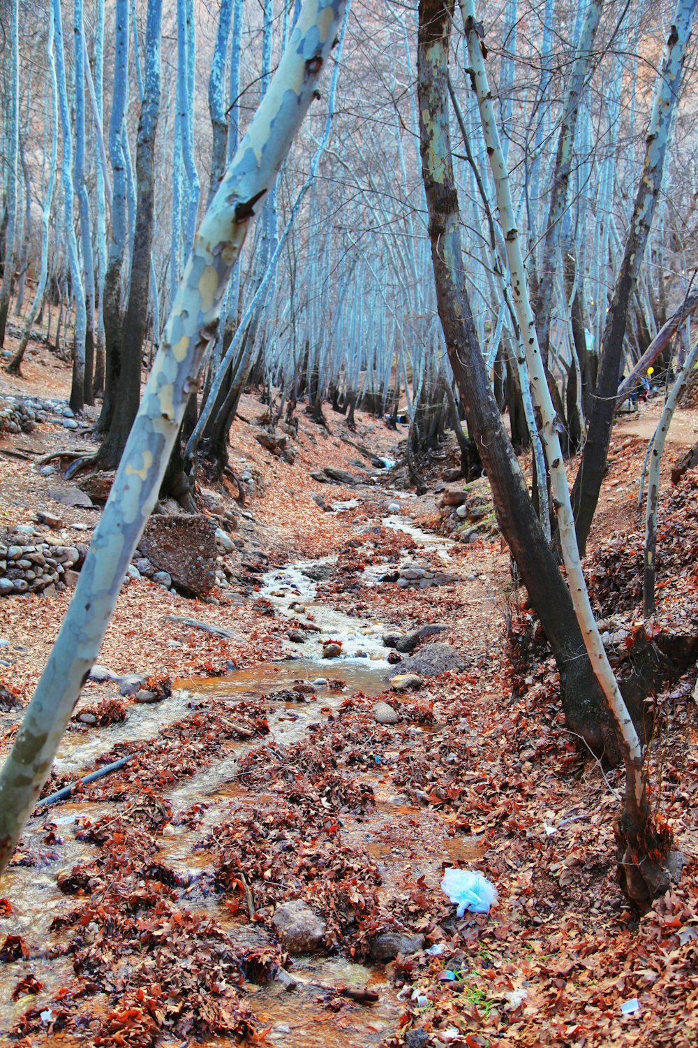 trees near road