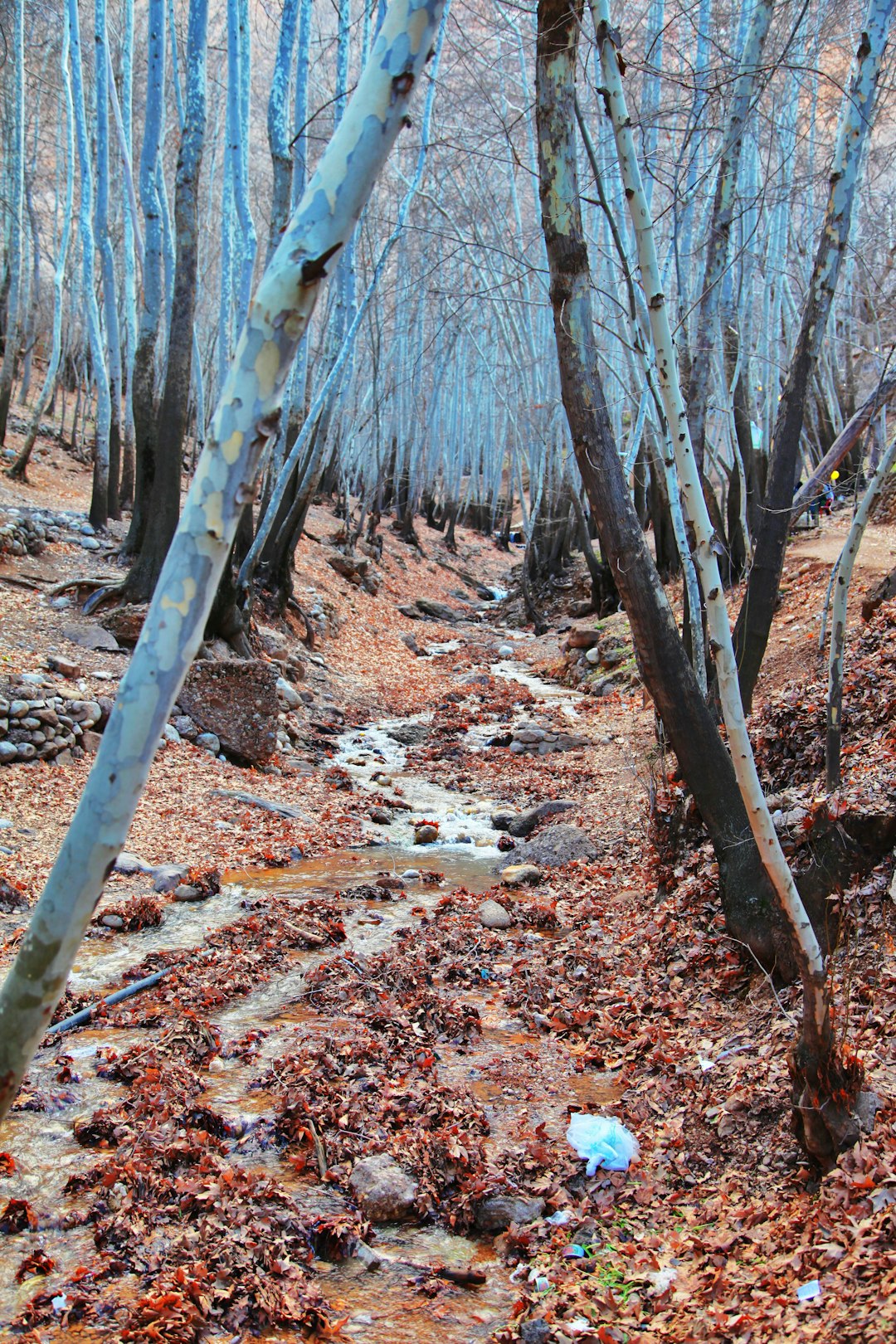 Forest photo spot Ghalat Iran