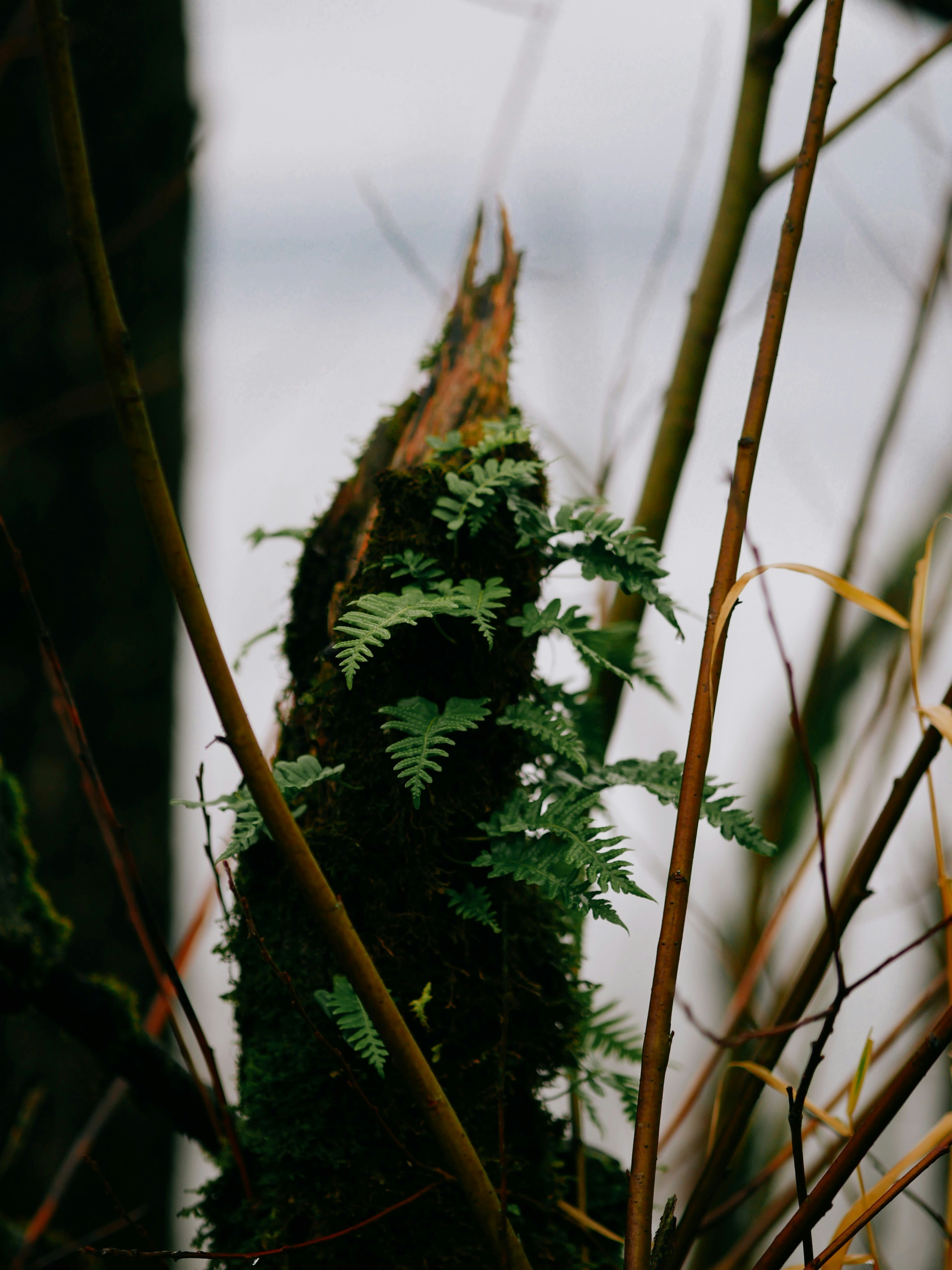 green ferns during daytime
