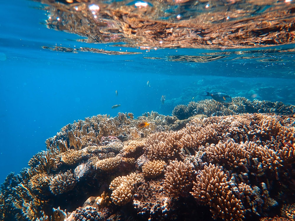 Korallen unter Wasser