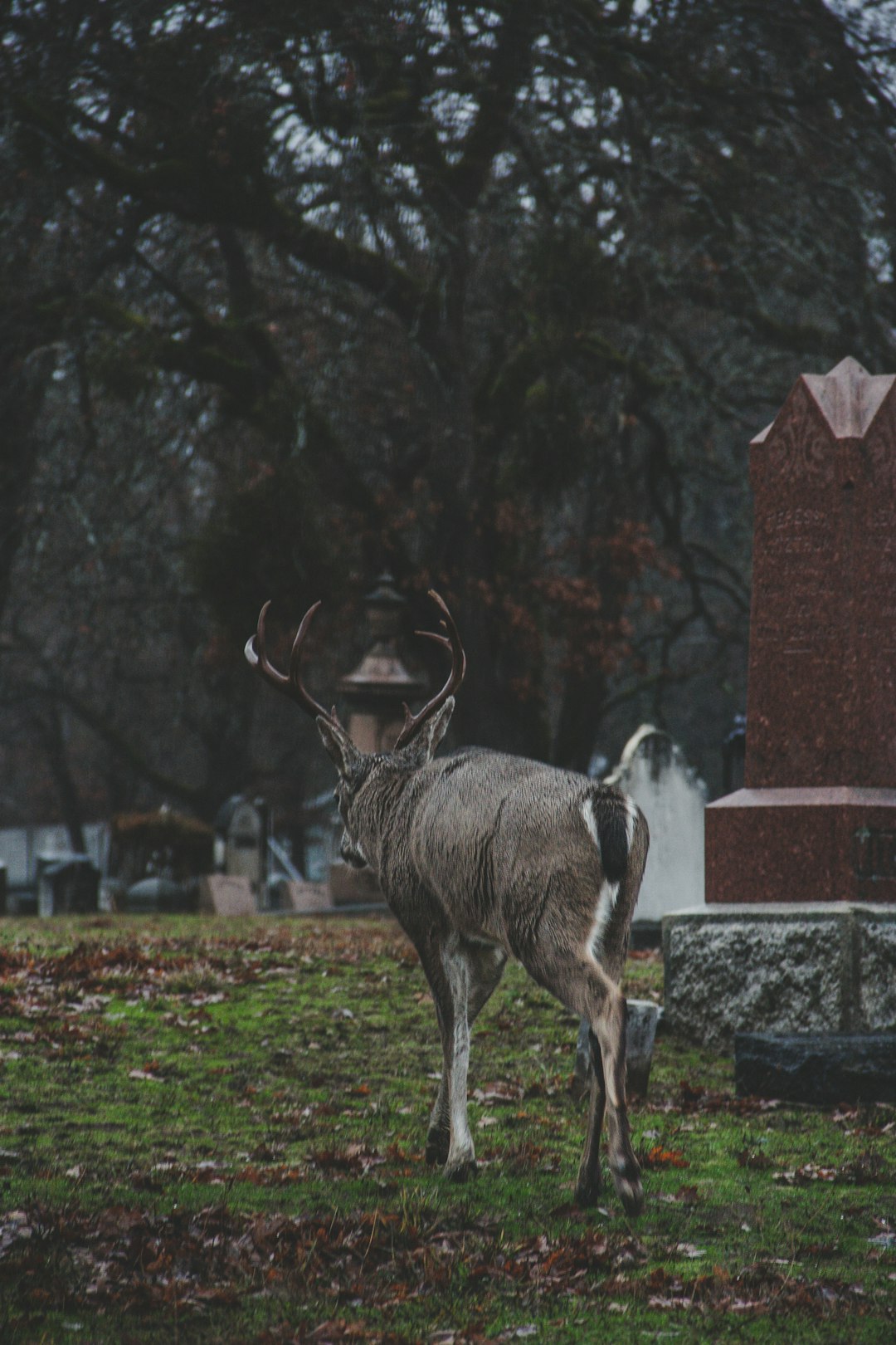 brown deer photograph