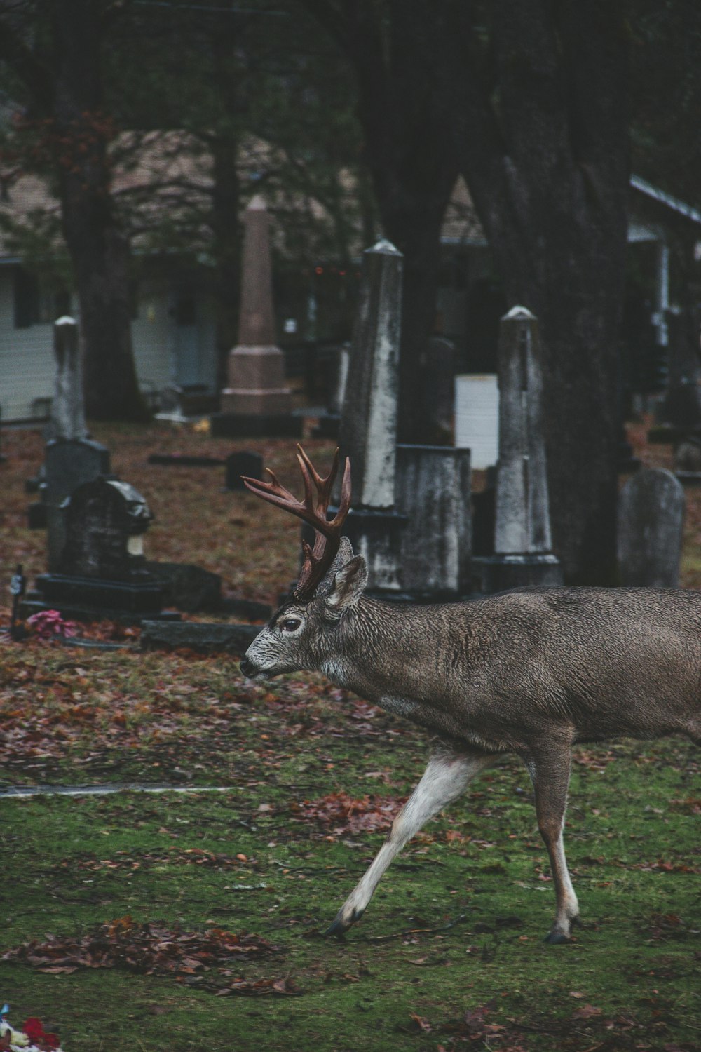 shallow focus photo of gray deer