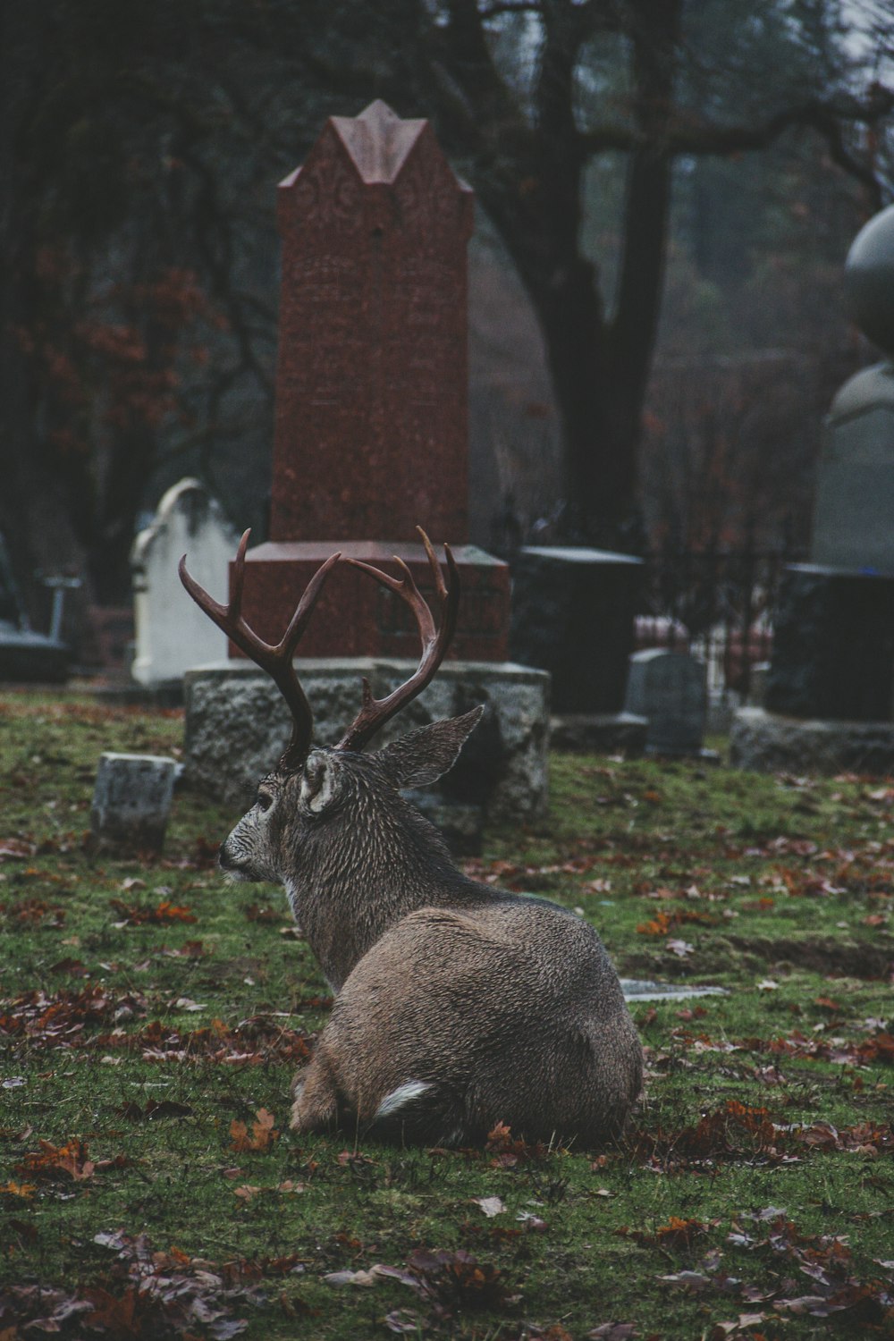 brown elk sitting on grass