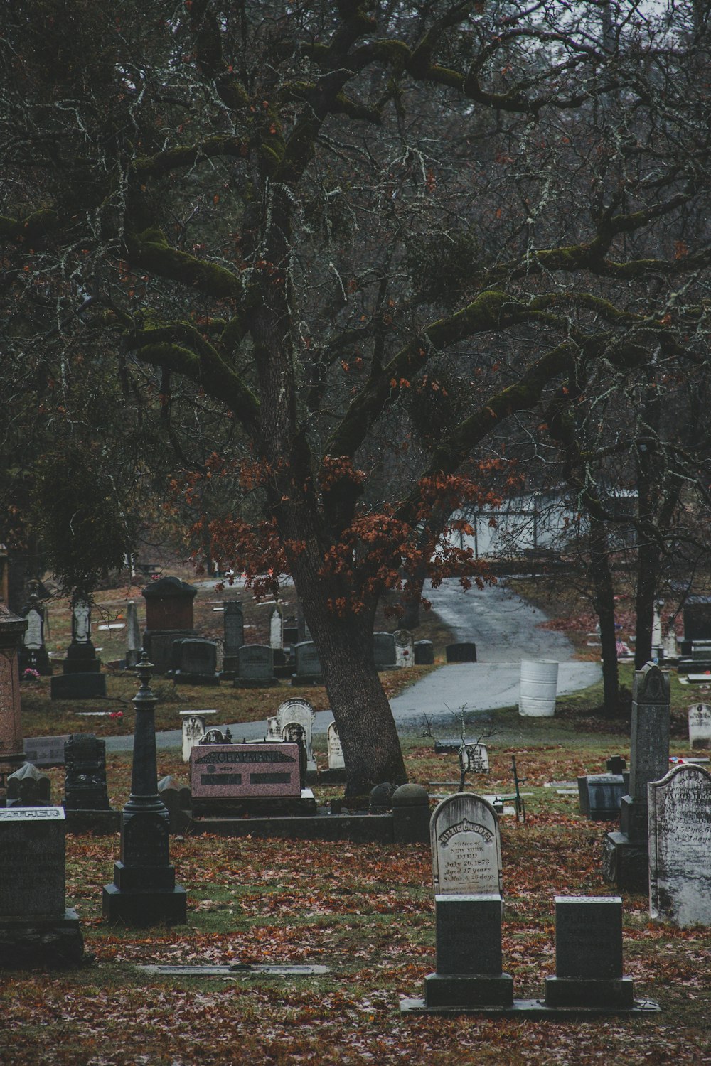 cemitério perto da árvore