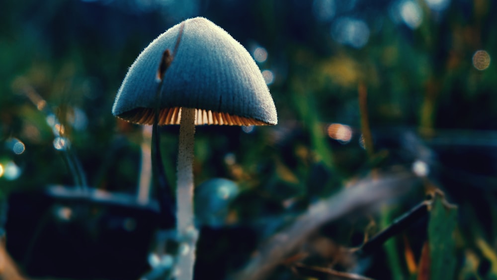 shallow focus photography of gray mushroom