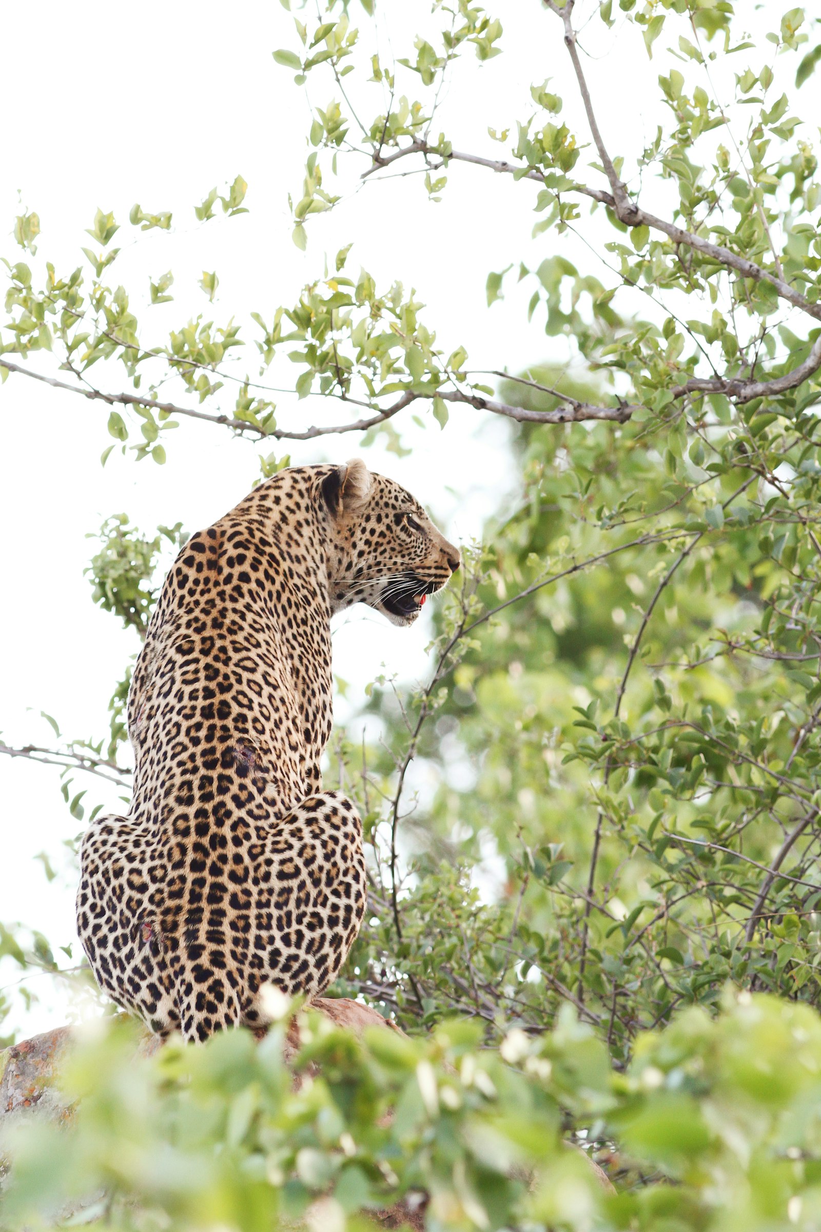 Canon EF 400mm F5.6L USM sample photo. Jaguar on rock photography