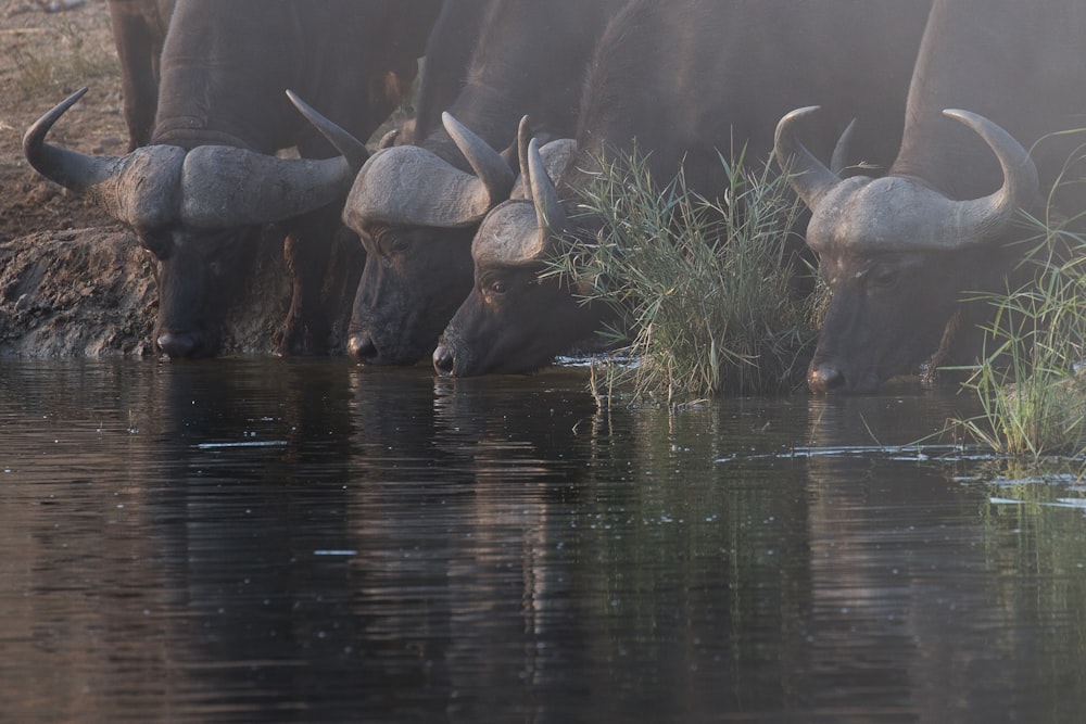 water buffalo drinking water