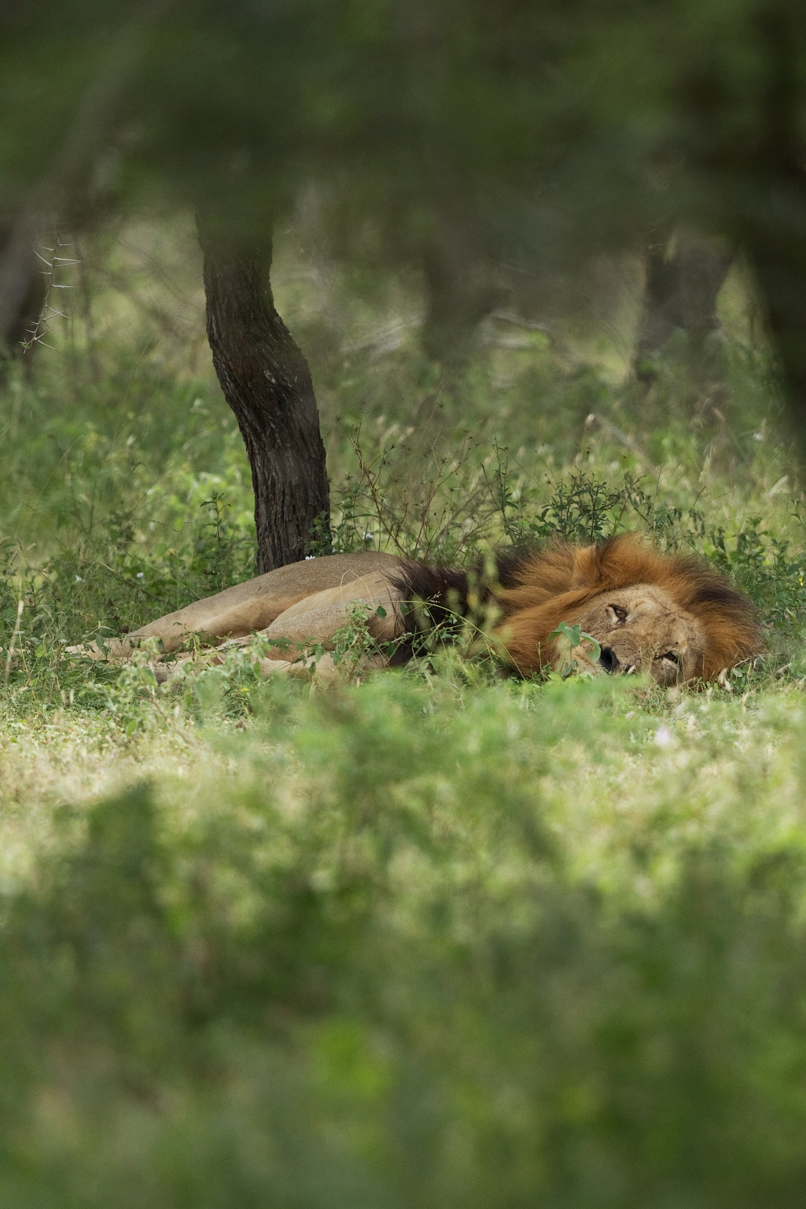 Canon EOS 7D + Canon EF 500mm F4L IS II USM sample photo. Lion in forest photography