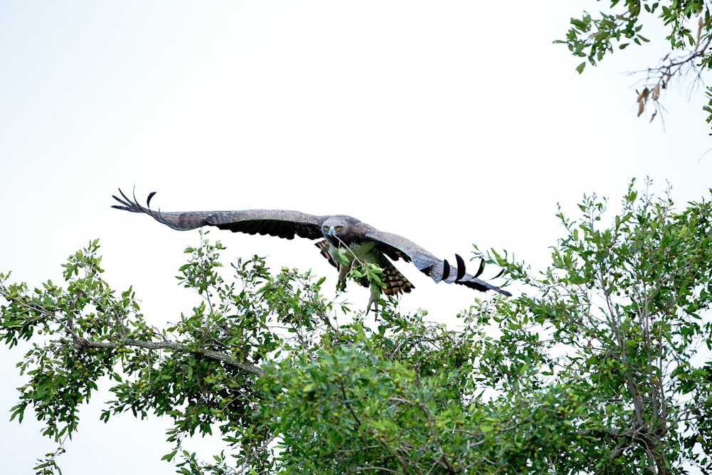 eagle hovering over tree at daytime