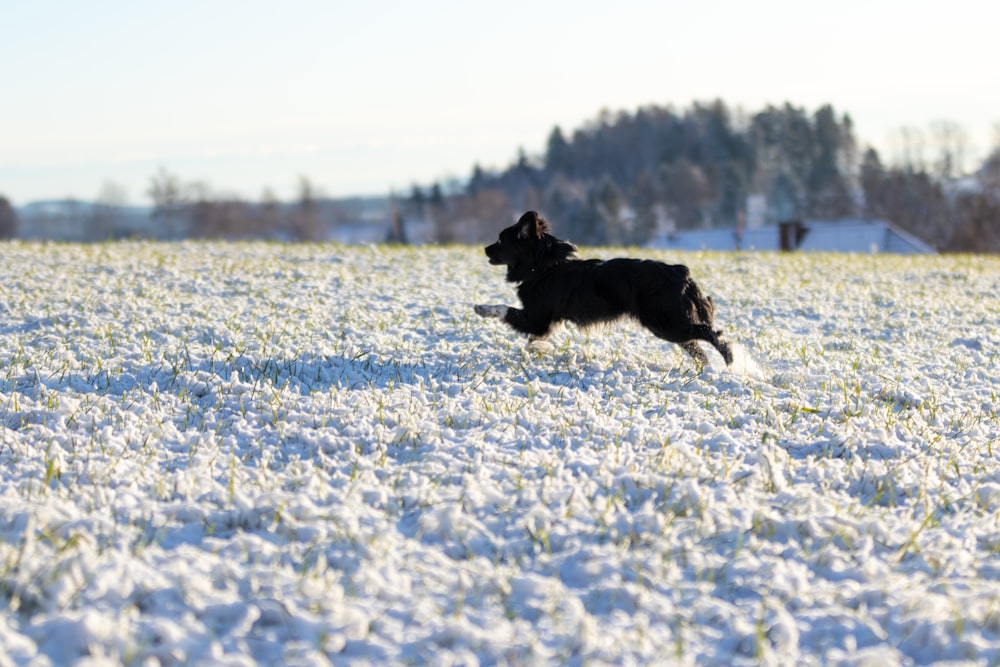 running black dog during daytime