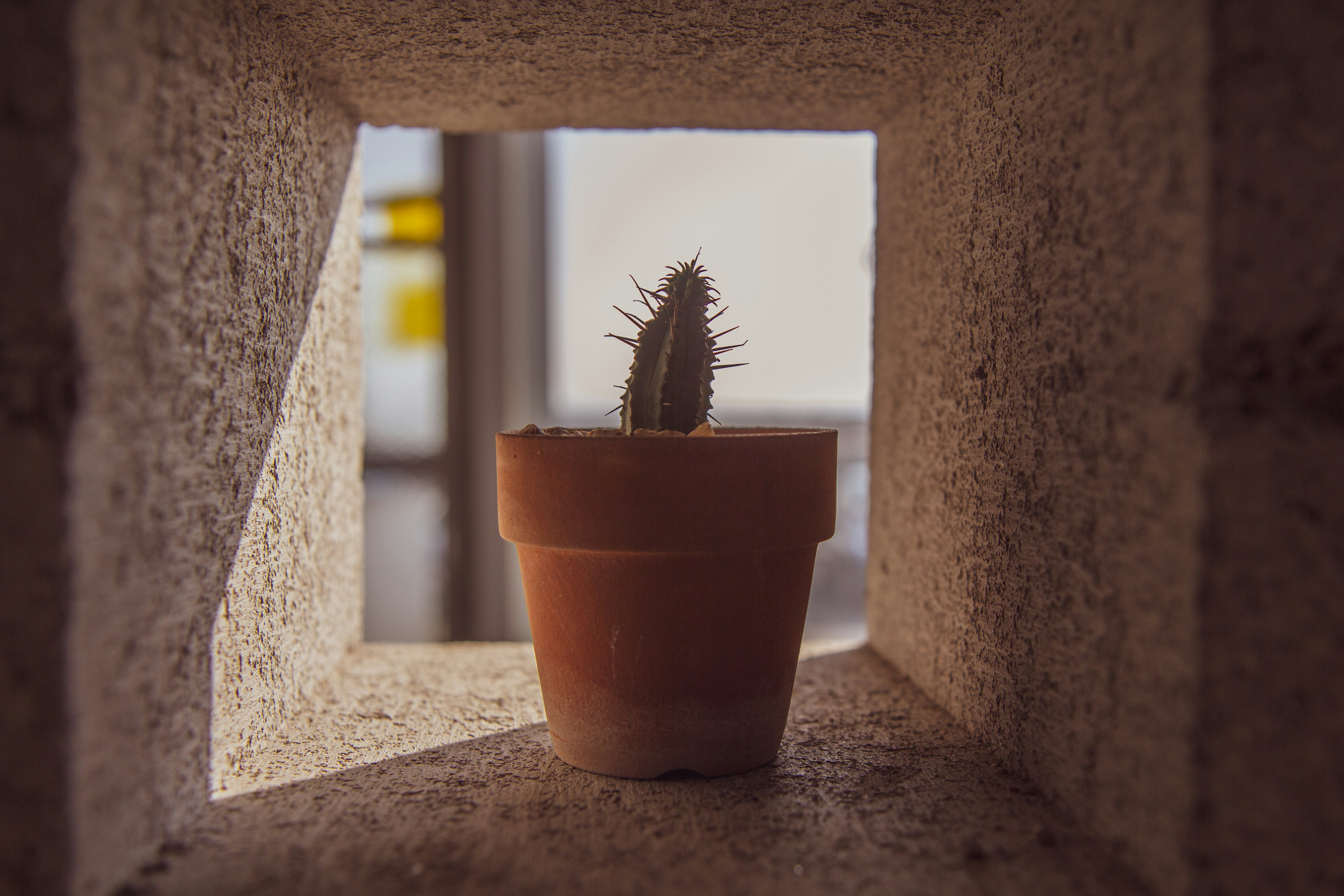 green cactus during daytime