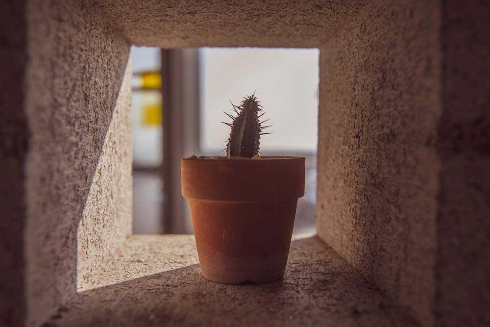 green cactus during daytime