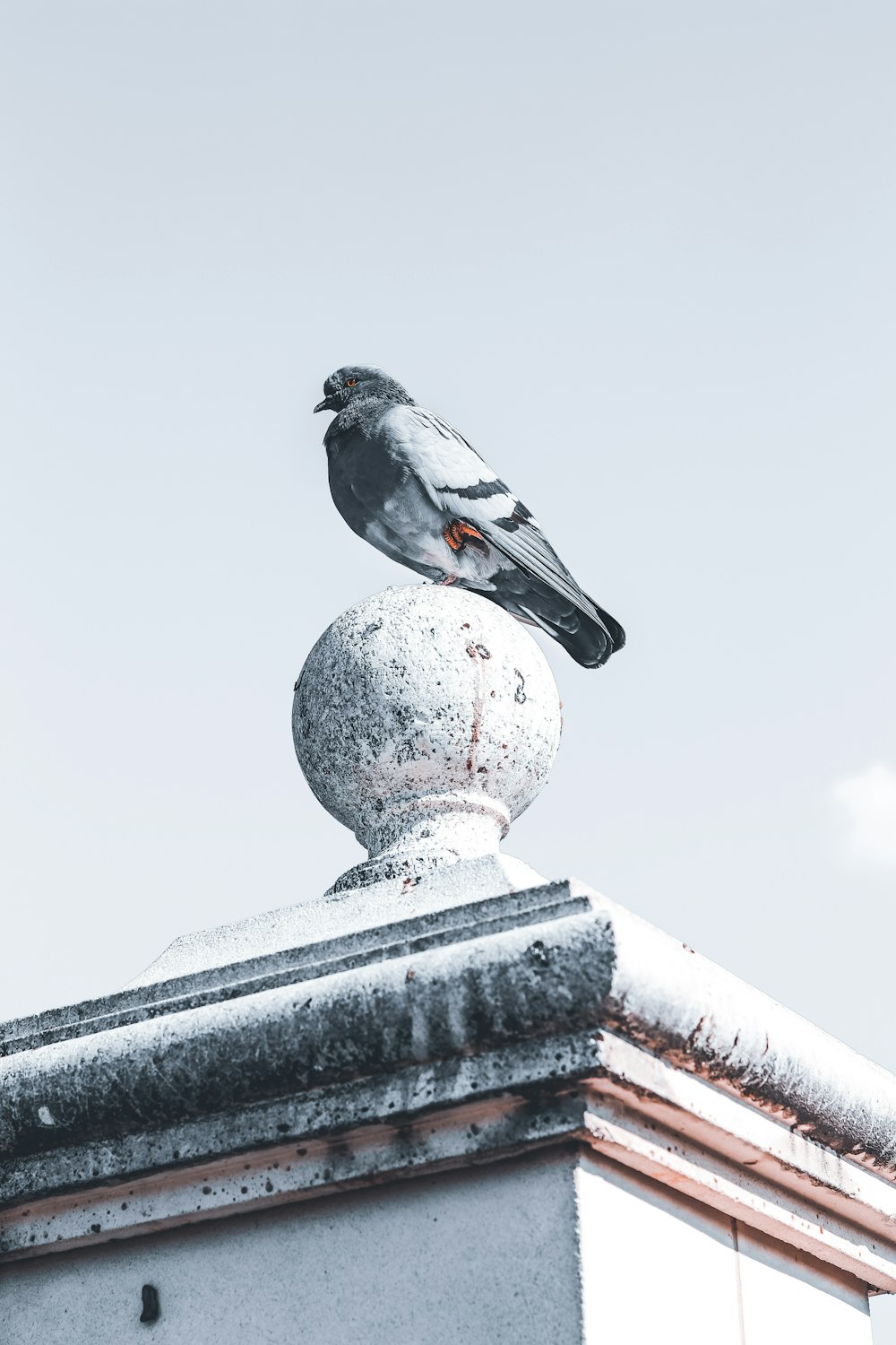 gray and black pigeon on stone decor during daytime