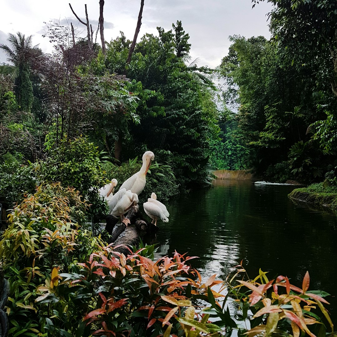 Travel Tips and Stories of Singapore Zoo in Singapore