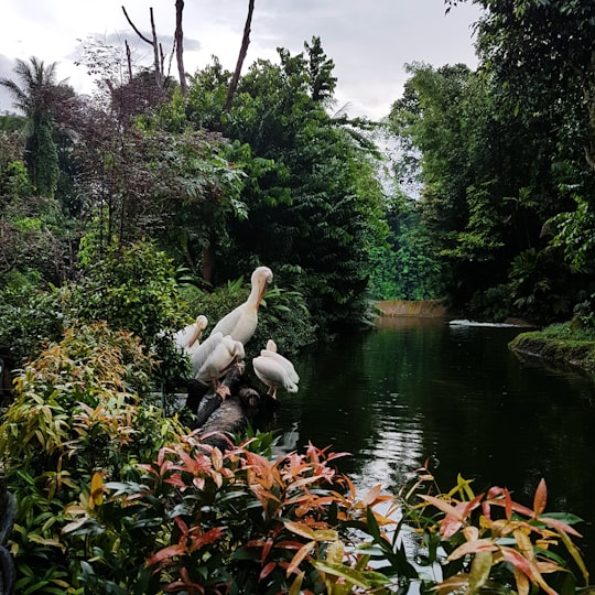 pond near plants in Singapore Zoo Singapore