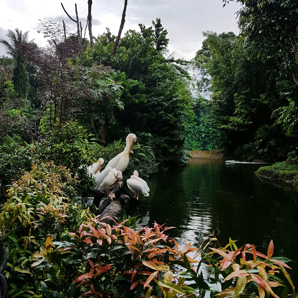 étang près des plantes