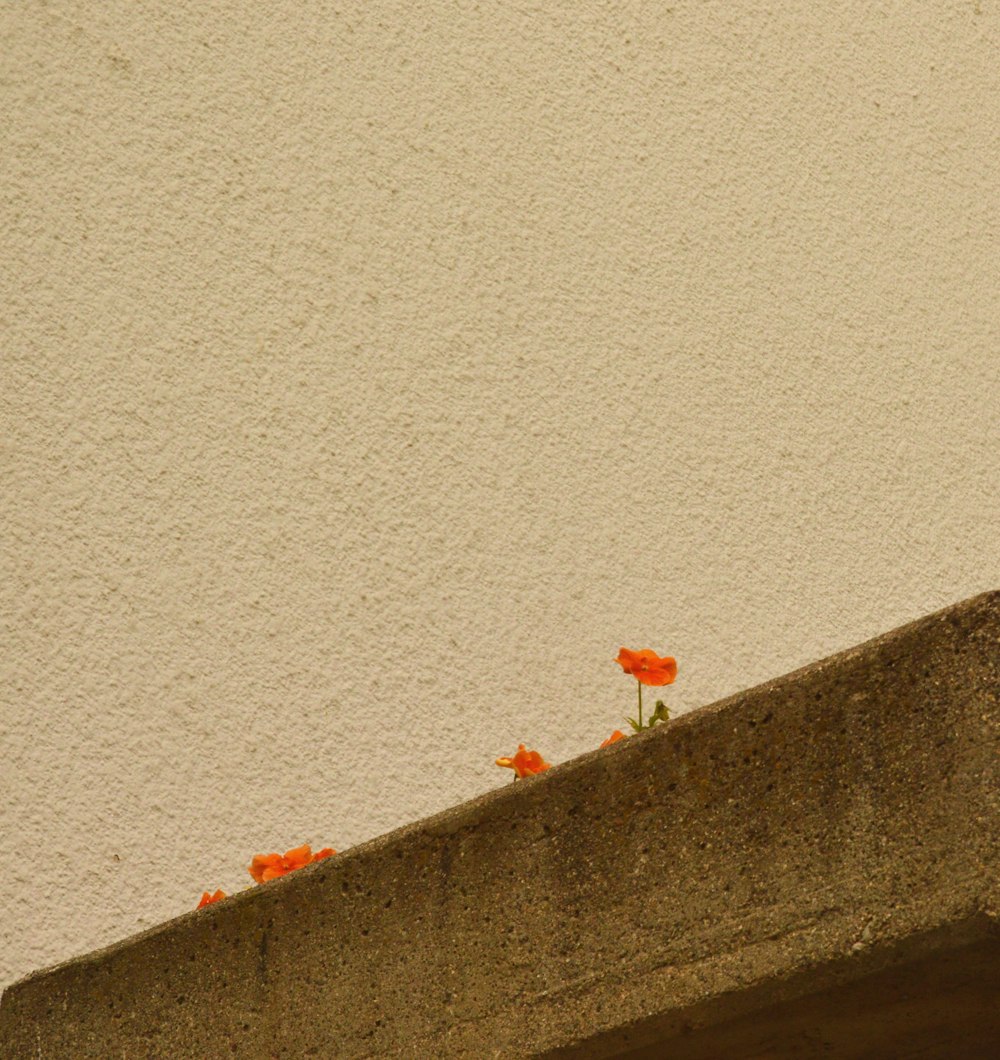 a bird sitting on a ledge with orange flowers