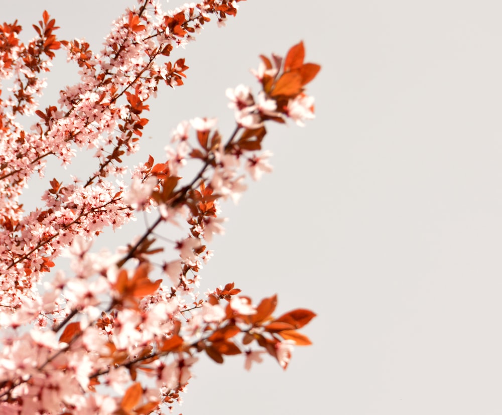 white-petaled flower