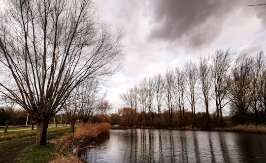 reflection of bare trees on body of water in Ridderkerk Netherlands