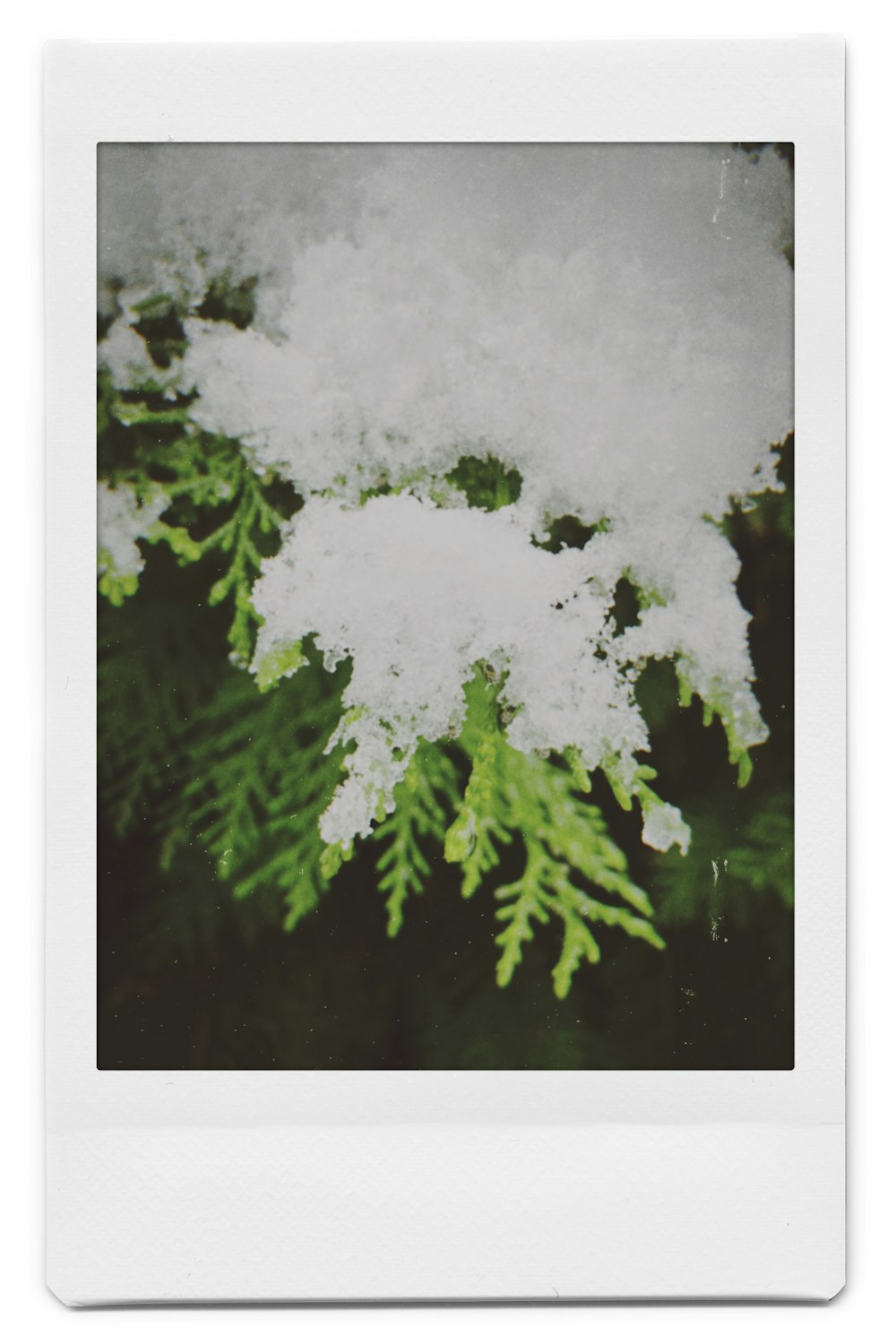 snow-covered green leaves