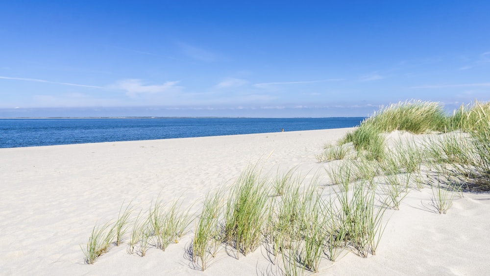 grasses on sand near ocean