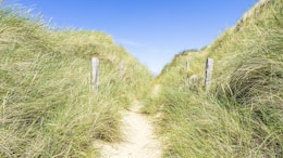 pathway surrounded with grasses