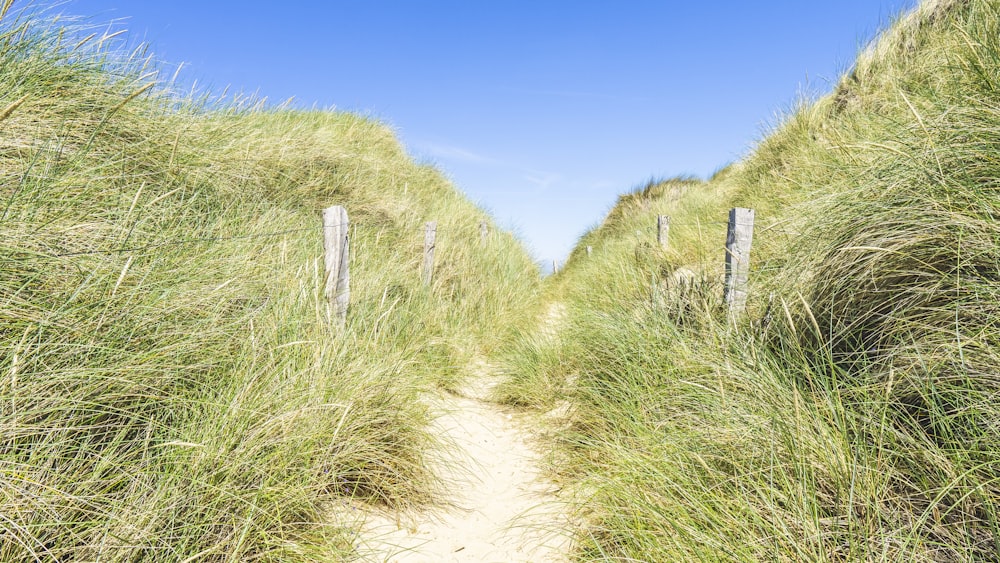 Sentier entouré d’herbes