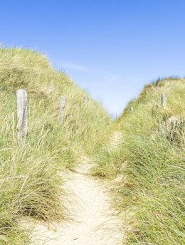 pathway surrounded with grasses