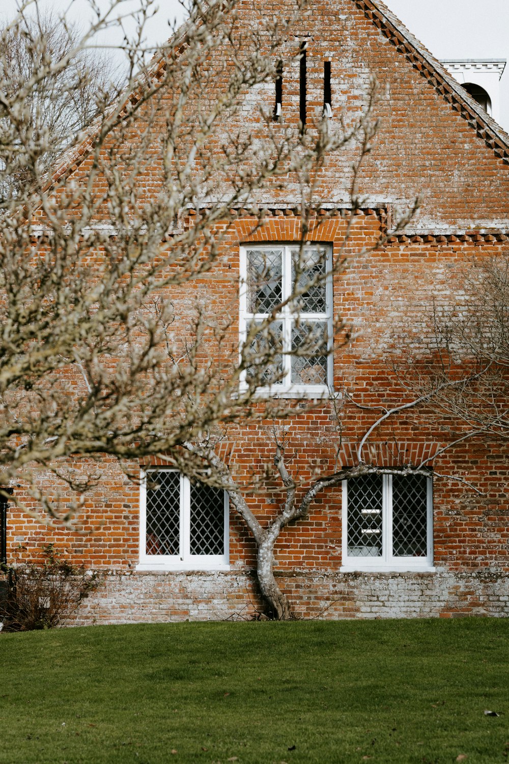 bare tree in front of concrete house