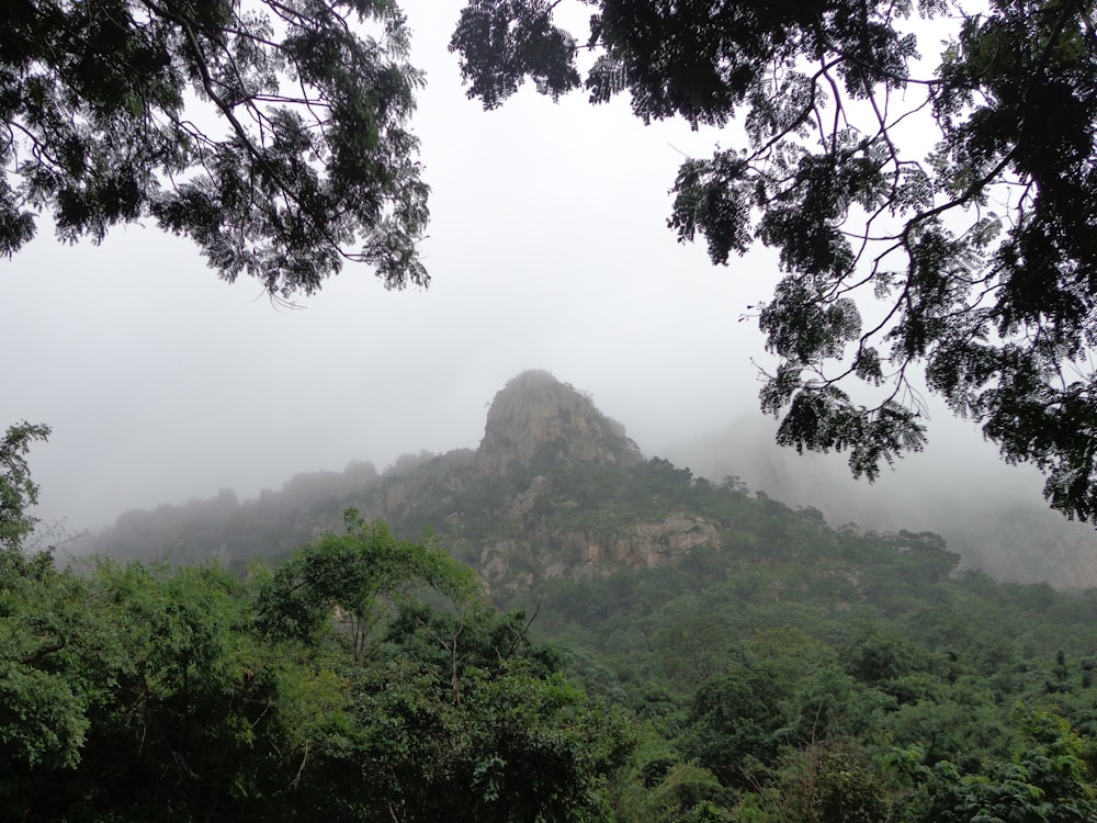 Bäume auf Berg im Nebel