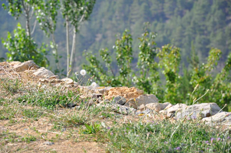 A natural landscape featuring a rocky outcrop with scattered wildflowers and dandelions in the foreground. Tall trees with green foliage rise in the background, creating a serene and peaceful atmosphere.