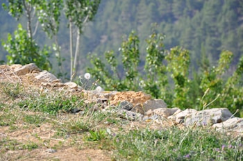 A natural landscape featuring a rocky outcrop with scattered wildflowers and dandelions in the foreground. Tall trees with green foliage rise in the background, creating a serene and peaceful atmosphere.