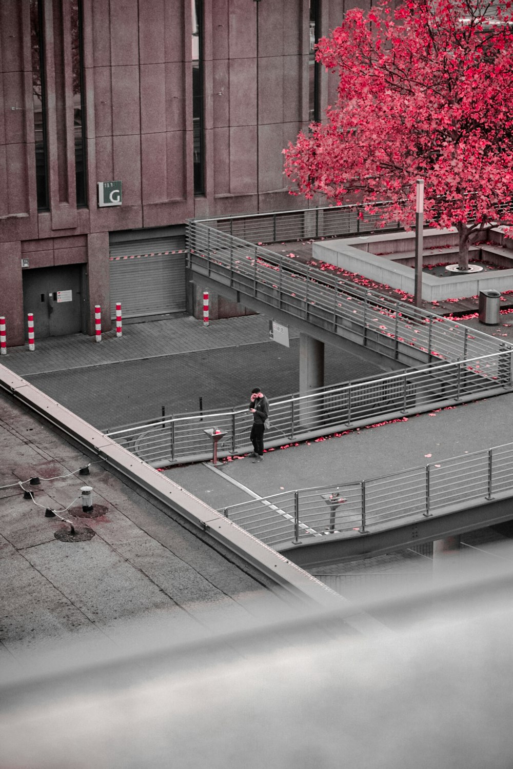 man on bridge facing red tree