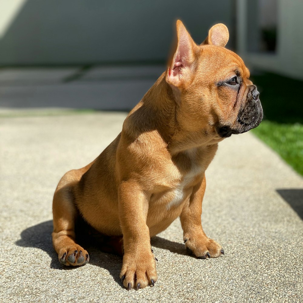 tan short-coated puppy