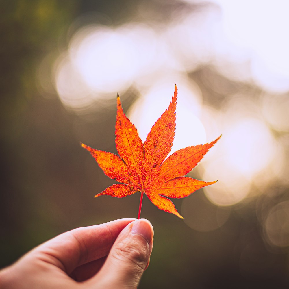 person holding brown leaf
