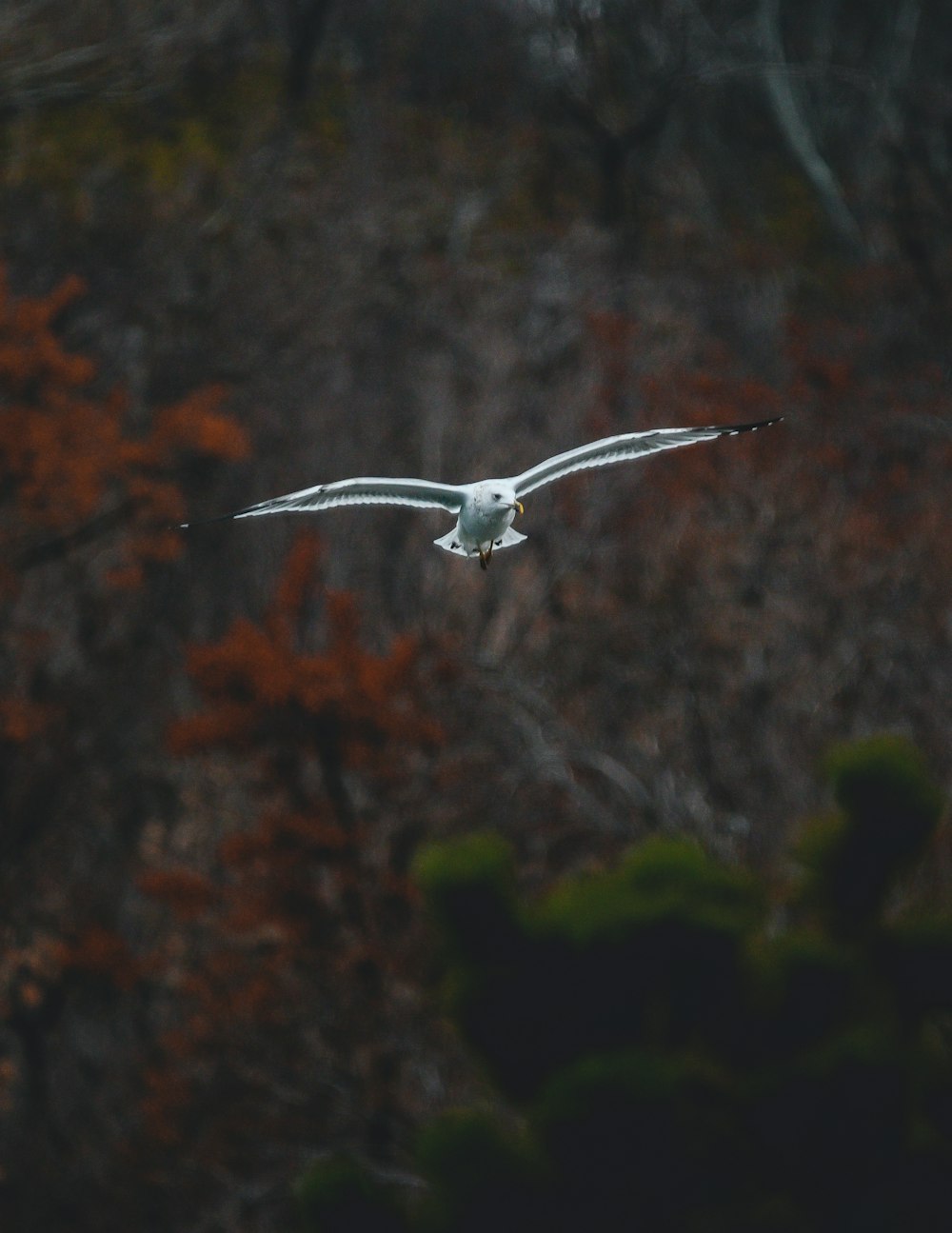 flying white bird during daytime