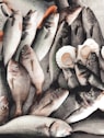gray fishes on ice