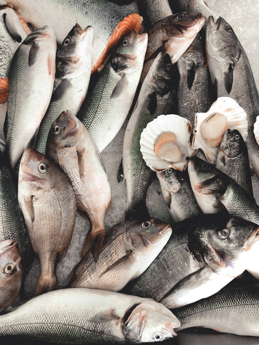 Poissons gris sur la glace