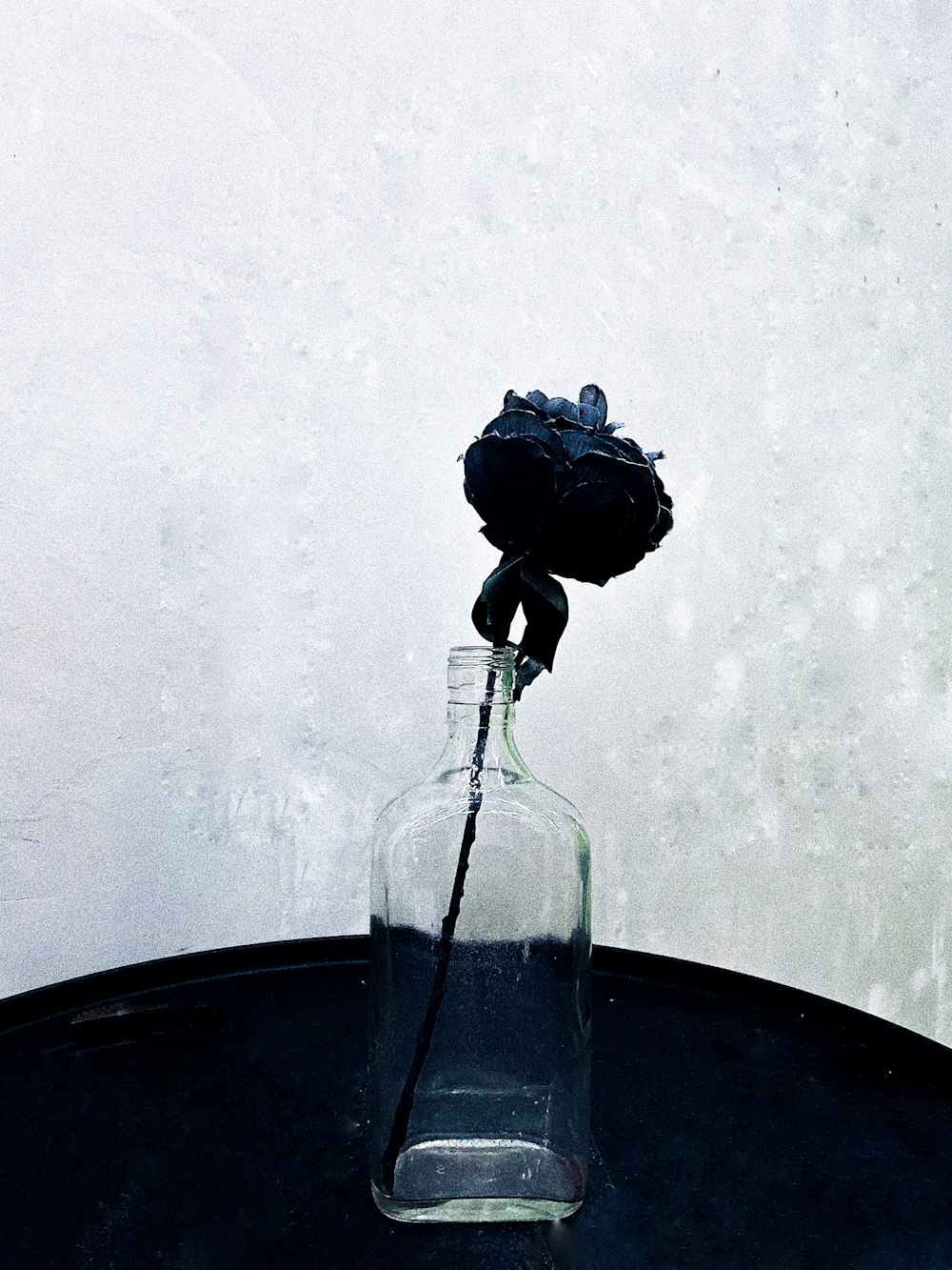 black rose in clear vase