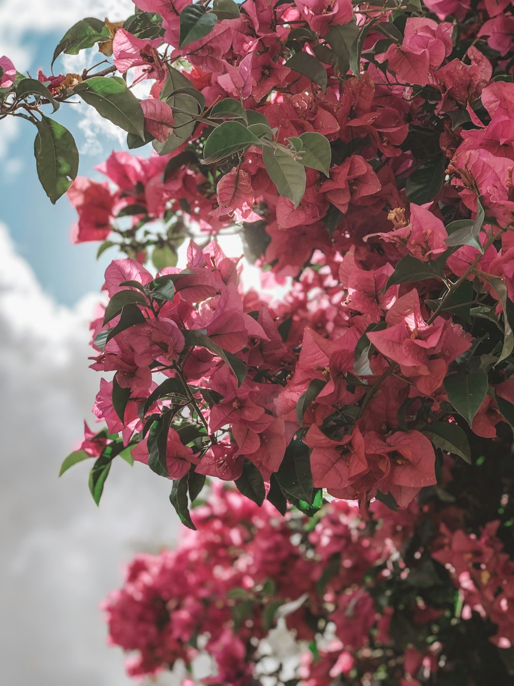 pink bougainvillea flowers