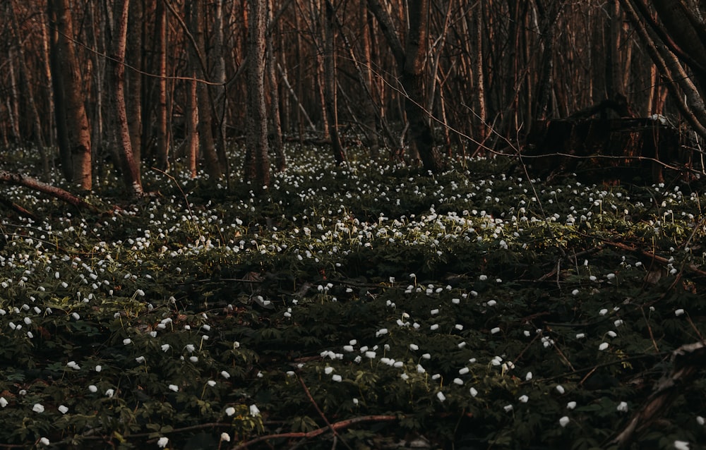 a forest filled with lots of white flowers