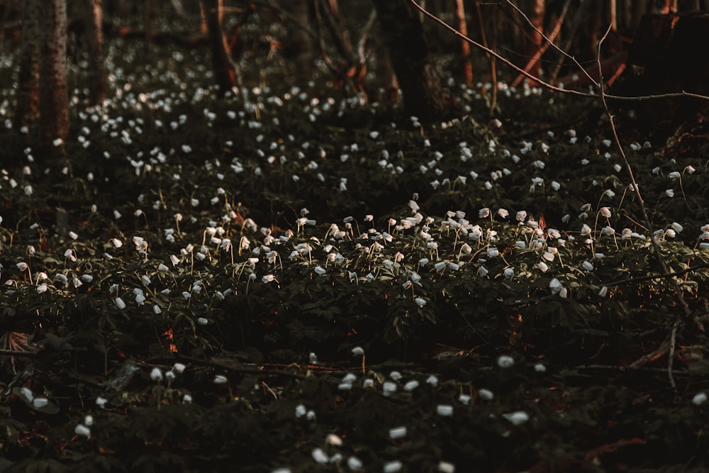 white petaled flower field