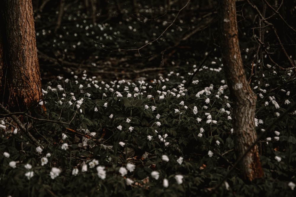 white petaled flower field