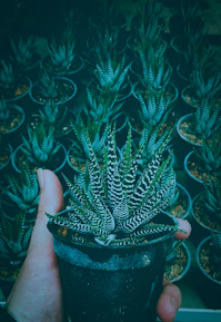 Artisan carefully arranging colorful succulent plants in handmade pots for a personalized order.